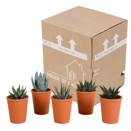 Sukkulenten Mix Gasteria & Haworthia – 5 Pflanzen – Ø5,5cm Zimmerpflanzen im Terrakotta-Topf – Pflegeleichte Mini-Sukkulenten – Dekopflanzen für Fensterbank, Büro & Wohnzimmer