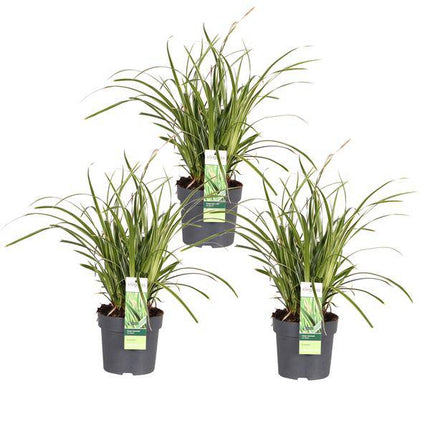 Japan – Segge – Carex morrowii 'Icedance' – Immergrünes Ziergras – 3 Pflanzen – Ø14cm – Ca. 30cm hoch – Winterhart & pflegeleicht – Für Garten & Kübel