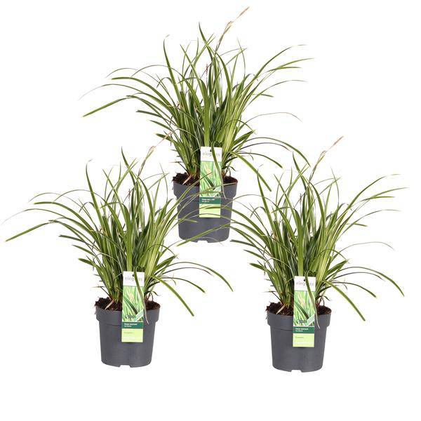 Japan – Segge – Carex morrowii 'Icedance' – Immergrünes Ziergras – 3 Pflanzen – Ø14cm – Ca. 30cm hoch – Winterhart & pflegeleicht – Für Garten & Kübel
