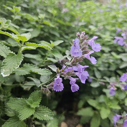 Nepeta 'Walker's Low' – 60 Pflanzen – Katzenminze – Lavendelblaue Blüten – Bienen – & Schmetterlingsfreundlich – Pflegeleicht & Winterhart