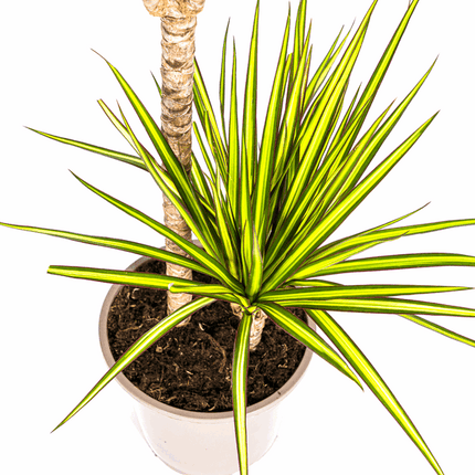Dracaena Marginata Sunray Drachenbaum – Zimmerpflanze Ø19cm – ca. 80-100cm hoch – Tropischer Akzent mit grünen und gelben Blättern