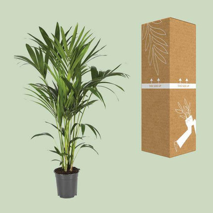Kentiapalme – Howea Forsteriana – Zimmerpflanze – Ø21cm – ↕120cm – Elegante & pflegeleichte Grünpflanze – Tropische Palme für Wohnzimmer & Büro