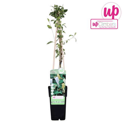 Gelbbunte Geißschlinge – Lonicera japonica ‘Halliana’ – Ø15cm x ↕65cm – Weiß – gelbe, stark duftende Kletterpflanze