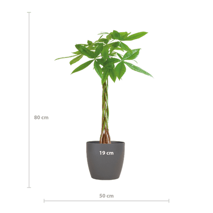 Pachira Aquatica 80cm – Glückskastanie Geldbaum Zimmerpflanze Ø21cm – pflegeleichte Pflanze mit geflochtenem Stamm im nachhaltigen Viber Grau Topf – dekorative luftreinigende Zimmerpflanze