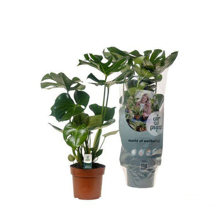 Köstliches Fensterblatt Monstera Deliciosa – Zimmerpflanze – Ø17cm – ↕55cm – Trendiges Fensterblatt – Luftreinigend & Pflegeleicht