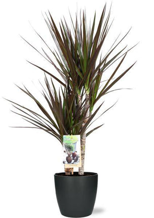 Dracaena Magenta – Drachenbaum – Zimmerpflanze – Ø17cm – 80cm hoch – inkl. Brüssel Topf Anthrazit Ø18x17cm – pflegeleicht, dekorativ