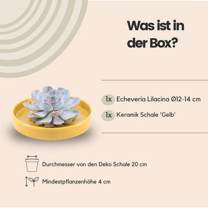 Sukkulente – Echeveria lilacina ROOTLESS – Ø20cm Schale „Gelb“ – Zimmerpflanze ohne Wurzeln – Pflegeleichte Schnitt-Sukkulente als Tischdeko & Geschenkidee