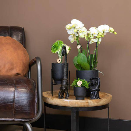 Ornament Sitzender Affe – Schwarz – Dekofigur aus Polystone – 13cm hoch – Handgefertigte Skulptur – Für Zimmerpflanzen & Interieur – Dekoration Wohnzimmer