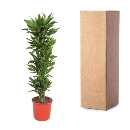 Drachenbaum Dracaena Golden Coast – 200cm hoch – Ø34cm – Elegante Zimmerpflanze mit goldgrünem Blattwerk – Pflegeleicht & robust – für Zimmer & Büro
