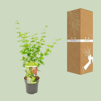 Japanischer Fächerahorn Acer palmatum ‘Going Green’ Gartenpflanze Ø19cm ↕50cm – winterharte Pflanze für Garten, Balkon, Terrasse, Kübel & Beet