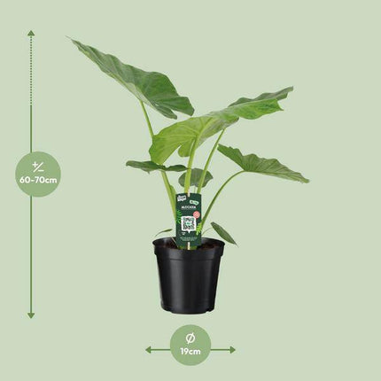 Alocasia Macrorrhiza – Riesenblättriges Pfeilblatt – Ø19cm – ↕70cm Höhe – Exotische Zimmerpflanze mit großen dekorativen Blättern – Pflegeleicht & luftreinigend