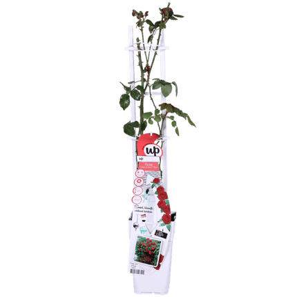Rose Crazy in Love Red Rote Edelrose Ø15cm ↕65cm – hochwertiges Produkt für Pflanzen, Garten, Zuhause, Dekoration & moderne Einrichtung