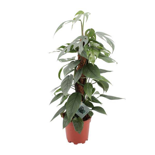 Efeutute – Epipremnum Pinnatum Cebu Blue – Zimmerpflanze – Ø17cm – ↕60cm – Seltene Rankpflanze mit silbrig-blauen Blättern – Pflegeleicht & luftreinigend