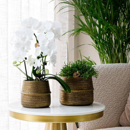 Pflanzenset mit 3 Sukkulenten – Inkl. Keramik-Ziertöpfe – Ø9 cm Topf – Pflegeleichtes Mini-Set für Fensterbank, Schreibtisch & Regal – Stilvolle Dekopflanzen für Zuhause & Büro