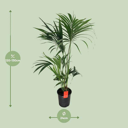 Kentia-Palme Howea Forsteriana – Zimmerpflanze Ø24cm ↕130cm – pflegeleichte tropische Grünpflanze mit eleganten Wedeln für Wohnzimmer Büro & Wintergarten
