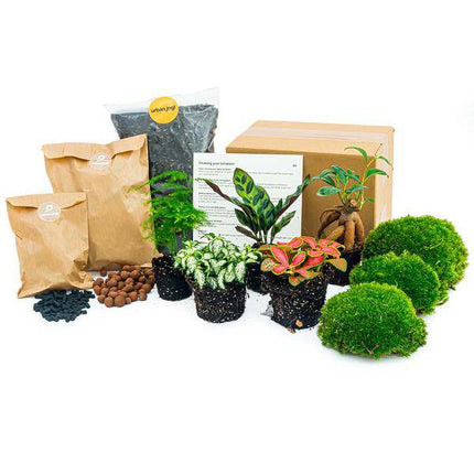 Flaschengarten Set Lancifolia – 5 Pflanzen – DIY Pflanzenterrarium mit Bonsai, Spargel & mehr – Nachfüllpack & Starter Kit