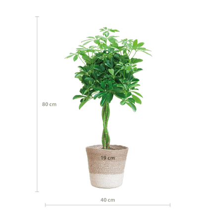 Schefflera Arb Nora – Strahlenaralie – Zimmerpflanze ca. 70cm – ø21cm – inkl. Pflanzenkorb Lissabon Weiß – Pflegeleichte Fingerpflanze mit dekorativem Jute-Korb für Wohnzimmer & Büro
