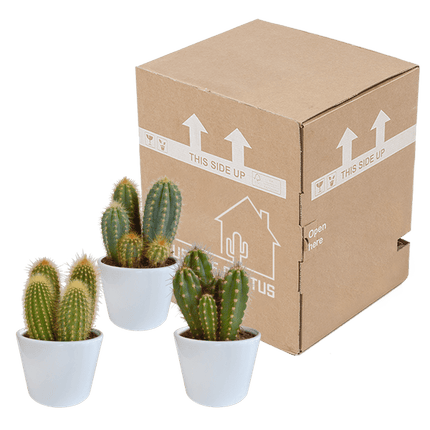 Cereus Mix – 3Zimmerpflanzen – Ø10,5cm – Verschiedene Säulen- & Stabkakteen im weißen Topf – Pflegeleichte Kakteen für Fensterbank, Büro & Wohnzimmer