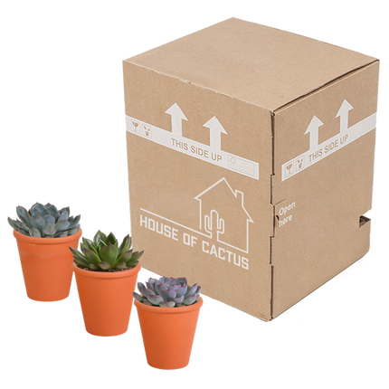 Echeveria Mix – Steinrose 3 Pflanzen – Ø8,5cm Zimmerpflanzen im Terrakotta – Topf – Verschiedene farbige Sukkulenten – Pflegeleichte Mini
