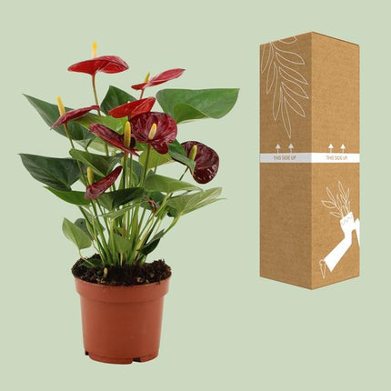 Anthurium Calon – Flamingoblume – Zimmerpflanze – Ø12cm – ↕36cm – Tropische Blühpflanze mit herzförmigen Blüten – Luftreinigend & pflegeleicht – Für Zuhause & Büro