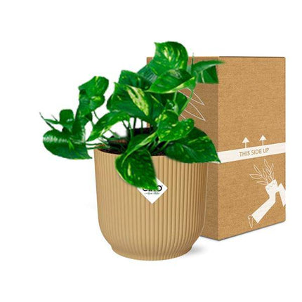 Efeutute – Epipremnum Pinnatum 'Aureum' – Goldene Efeutute – pflegeleichte Zimmerpflanze im Topf Vibes Fold 14cm Gelb – dekorative Hänge- & Kletterpflanze mit luftreinigender Wirkung