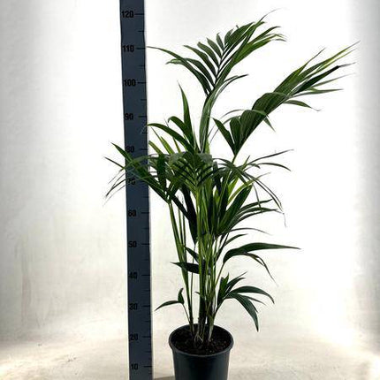 Kentia Palme – Howea forsteriana – Ø21cm – ca. 110cm hoch – Pflegeleichte & luftreinigende Zimmerpflanze