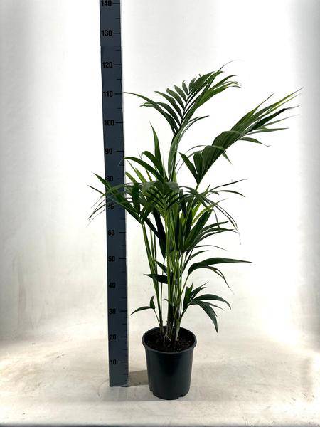 Kentia Palme – Howea forsteriana – Ø21cm – ca. 110cm hoch – Pflegeleichte & luftreinigende Zimmerpflanze