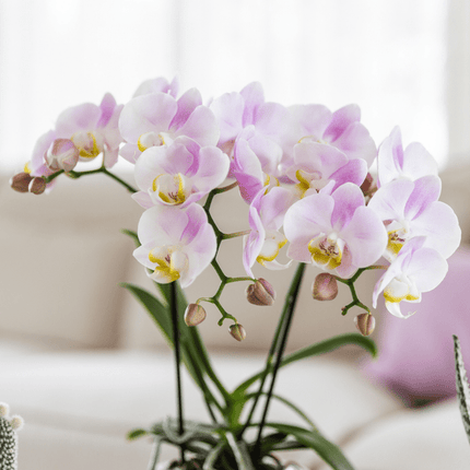 Phalaenopsis Orchidee Rosa ‘Portugal’ – Zimmerpflanze im Mosa Ziertopf Rosa Ø9cm – Pflanzset mit 2–3 Blütenstielen – Stilvolle Deko für Wohnzimmer & Büro