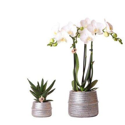 Orchideen-Set mit weißer Phalaenopsis Amabilis Ø9cm & Sukkulente Crassula Ovata Ø6cm – In silber-goldenen Keramiktöpfen – Deko-Pflanzenset für Zuhause & Büro – Geschenkidee