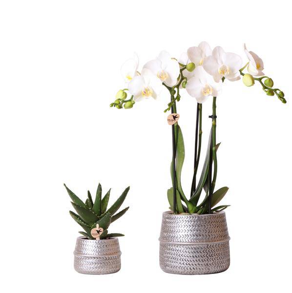 Orchideen-Set mit weißer Phalaenopsis Amabilis Ø9cm & Sukkulente Crassula Ovata Ø6cm – In silber-goldenen Keramiktöpfen – Deko-Pflanzenset für Zuhause & Büro – Geschenkidee