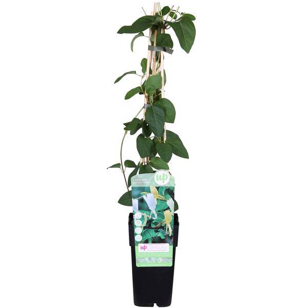 Gelbbunte Geißschlinge – Lonicera japonica ‘Halliana’ – Ø15cm x ↕65cm – Weiß – gelbe, stark duftende Kletterpflanze