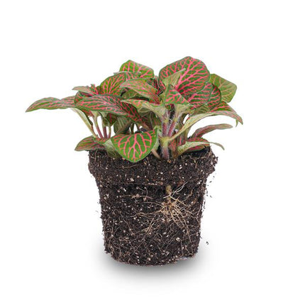 Fittonia Rot – Mosaikpflanze – Zimmerpflanze – Terrarienpflanze – Ø9cm – Tropische Pflanze mit roten & grünen Blättern – Helles Plätzchen ohne direkte Sonne