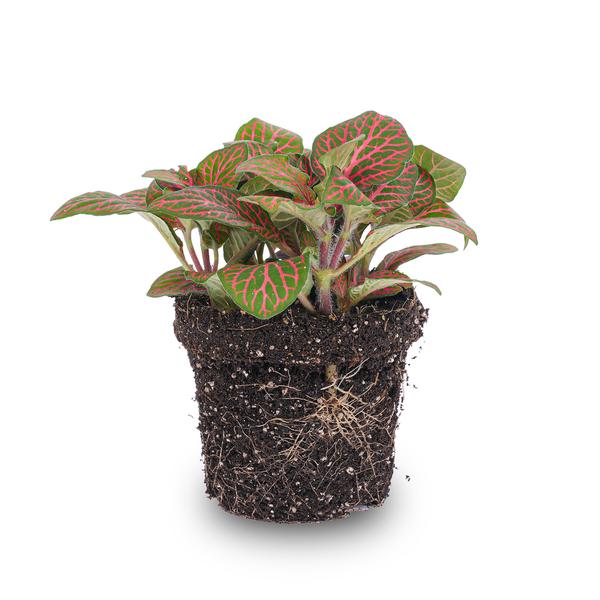 Fittonia Rot – Mosaikpflanze – Zimmerpflanze – Terrarienpflanze – Ø9cm – Tropische Pflanze mit roten & grünen Blättern – Helles Plätzchen ohne direkte Sonne