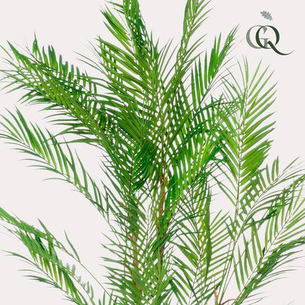 Kunstpflanze Chamaedorea Elegans ↕120cm – künstliche Grünpflanze für Wohnzimmer, Büro, Flur & pflegeleichte Deko