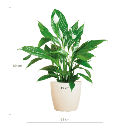 Spathiphyllum Sweet Lauretta – Scheidenblatt – Zimmerpflanze + Topf Viber Weiß – ↕80cm – Ø21cm – Friedenslilie mit eleganten weißen Blüten – Pflegeleicht & dekorativ