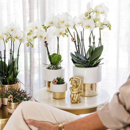Phalaenopsis Orchidee Amabilis Weiß – 35cm Höhe – Ø9cm – Mit dekorativem Elite Topf Gold – Edle Zimmerpflanze mit 2-3 Blütenstielen