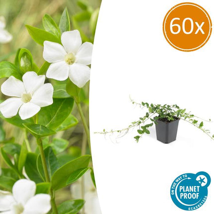 Vinca minor 'Alba' – 60 Pflanzen – Weißes Immergrün – Bodendecker – Blühend Weiß – Sonne & Schatten – Pflegeleicht – Gartenpflanze