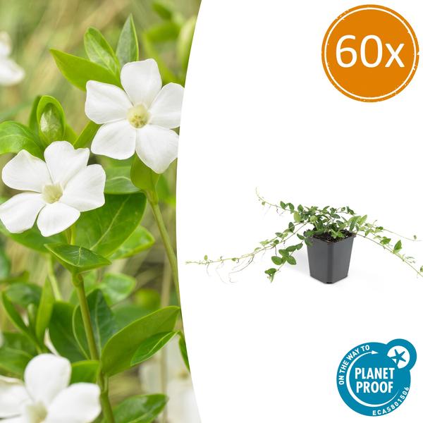 Vinca minor 'Alba' – 60 Pflanzen – Weißes Immergrün – Bodendecker – Blühend Weiß – Sonne & Schatten – Pflegeleicht – Gartenpflanze