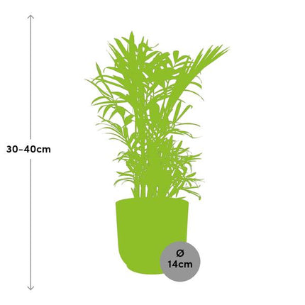 Mexikanische Bergpalme – Chamaedorea Elegans – elegante Zimmerpflanze – pflegeleicht & luftreinigend – Ø14cm Topf – mit Vibes Fold Rosa Übertopf