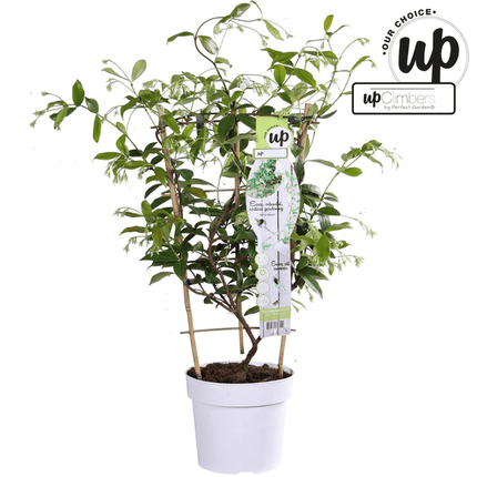Sternjasmin Trachelospermum 'Star of Venice' – Weiß – Immergrüne Kletterpflanze – ca. 65cm Höhe – Duftender mediterraner Jasmin für Terrasse & Balkon