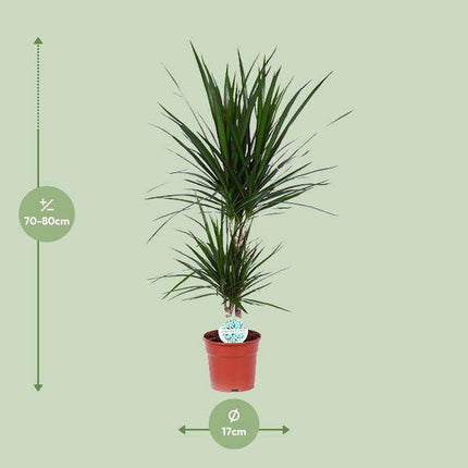 Drachenbaum – Dracaena Marginata – Zimmerpflanze – Ø17cm – ca. 75cm hoch – pflegeleichte Grünpflanze für Wohnzimmer Büro Flur