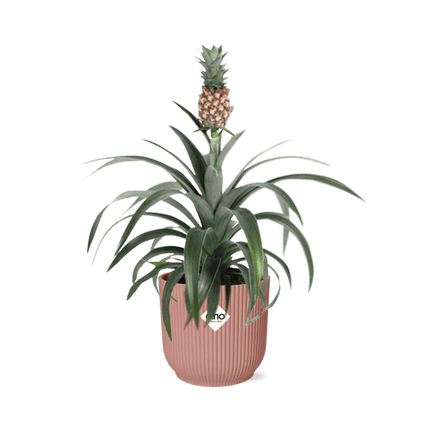 Ananaspflanze Ananas Mi Amigo – Zimmerpflanze inkl. Ziertopf Vibes Fold Rosa Ø14cm – Exotische tropische Pflanze mit dekorativer Frucht – Luftreinigend & pflegeleicht – Für Wohnzimmer & Büro