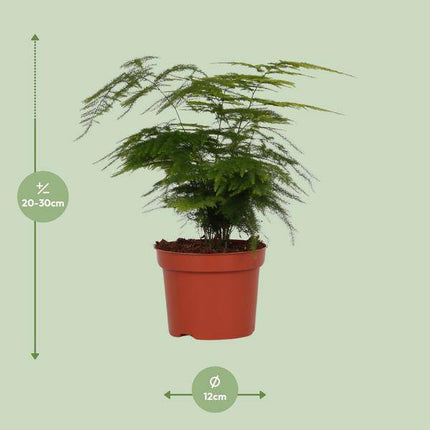 Feder – Spargel Zimmerpflanze Ø12cm ↕35cm – pflegeleichte Grünpflanze für Wohnzimmer, Büro & helle Standorte kaufen