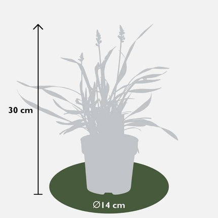 Liriope muscari 'Ingwersen' – Glöckchentraube – Immergrüne Staude mit lavendelfarbenen Blüten – Ø14cm – ↕25cm – 6 Pflanzen