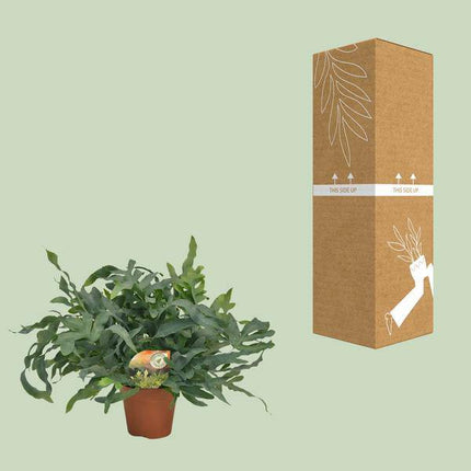 Tüpfelfarn – Phlebodium aureum 'Blue Star' – Ø17cm – 60cm hoch – Zimmerpflanze – Luftreinigend & dekorativ – Bläuliches Farnlaub für Wohnraum & Büro