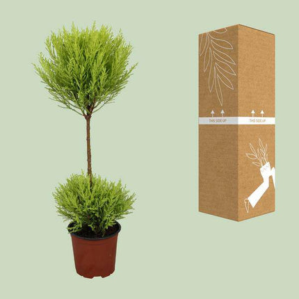 Zimmerzypresse – Cupressus Goldcrest Wilma – Ø14cm – ↕60cm – immergrüne Zierpflanze für Innen & Außen – pflegeleichte Kübelpflanze mit frischem Duft