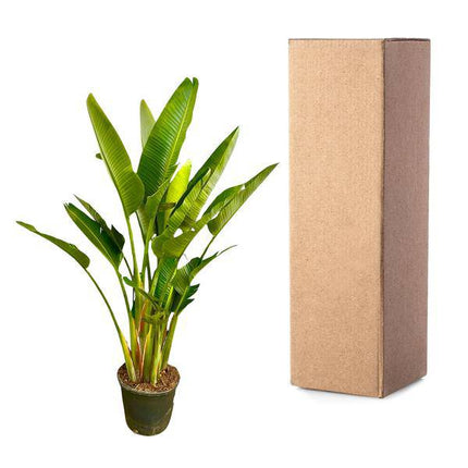 Baum-Strelitzie – Strelitzia Augusta mehrstämmig XXL – 225cm – Ø40cm – Weißer Paradiesvogel – Große Zimmerpflanze für Wohnzimmer, Büro & Wintergarten
