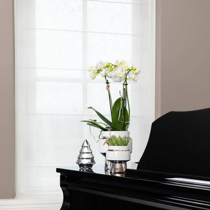 Le Chic Blumentopf Zimmerpflanze Ø6cm mit dekorativem Übertopf – blühende Orchidee für Wohnzimmer, Büro & helle Standorte kaufen