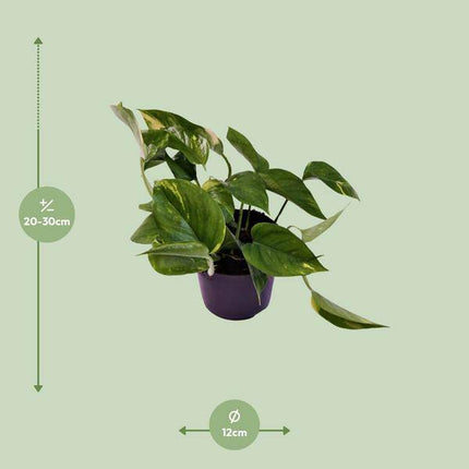 Efeutute Scindapsus Epipremnum Aureum – Ø12cm – ↕25cm – Pflegeleichte Rankpflanze & luftreinigende Zimmerpflanze – Grünpflanze für Wohnzimmer, Büro & Schlafzimmer