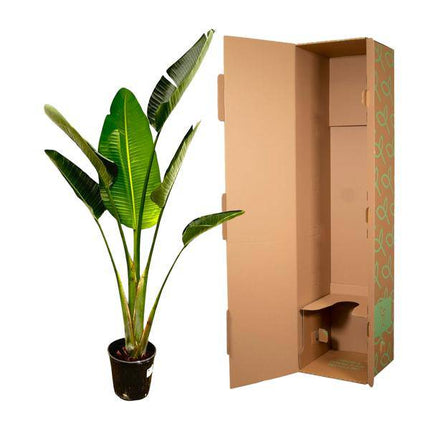 Baum – Strelitzie – Strelitzia Augusta – Weißer Paradiesvogel – Zimmerpflanze – 180cm – Ø30cm – Tropische Grünpflanze für Wohnzimmer und Büro